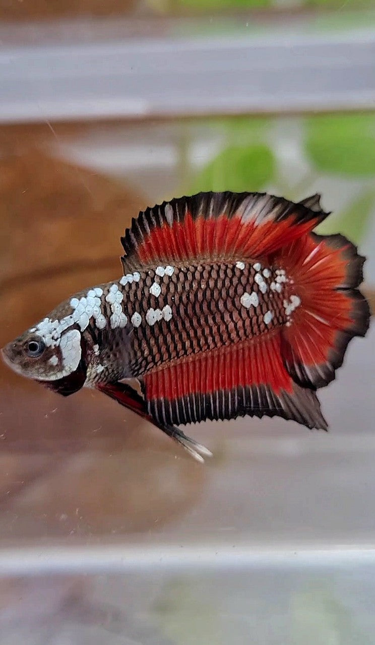 PLAKAT DOUBLE TAIL BLACK MAMBA SNOW VAMPIRE BETTA FISH