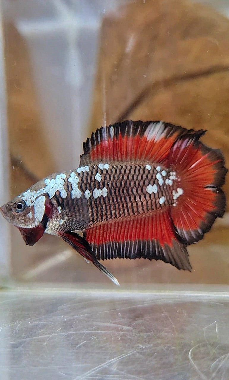 PLAKAT DOUBLE TAIL BLACK MAMBA SNOW VAMPIRE BETTA FISH