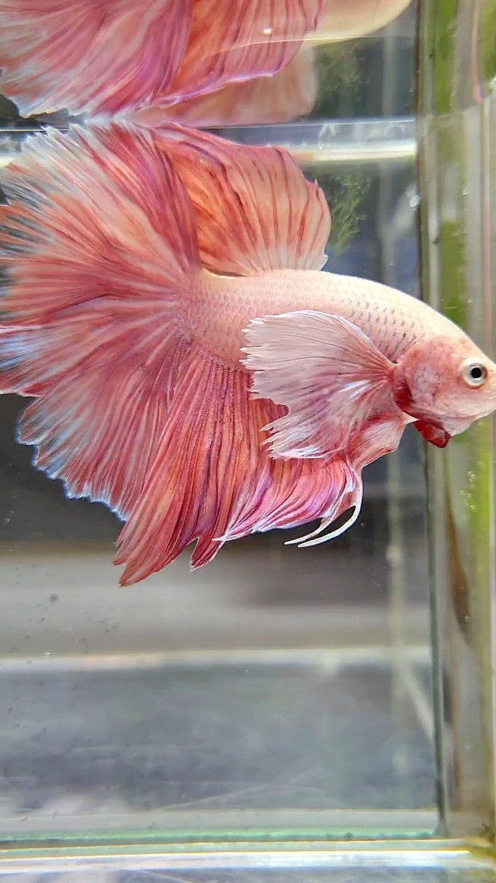 HALFMOON SUPER DUMBO EAR ROSETAIL PINK LAVENDER BETTA FISH