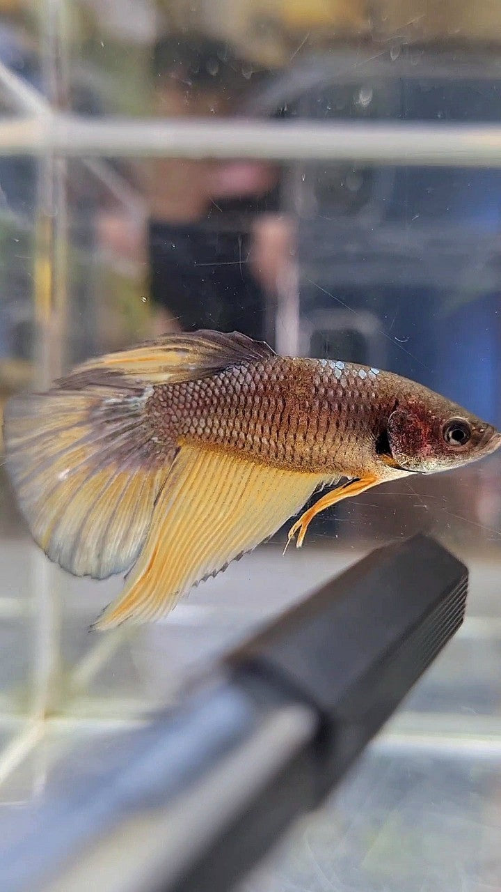 FEMALE HALFMOON OVERTAIL YELLOW COPPER ARMY MUSTARD BETTA FISH