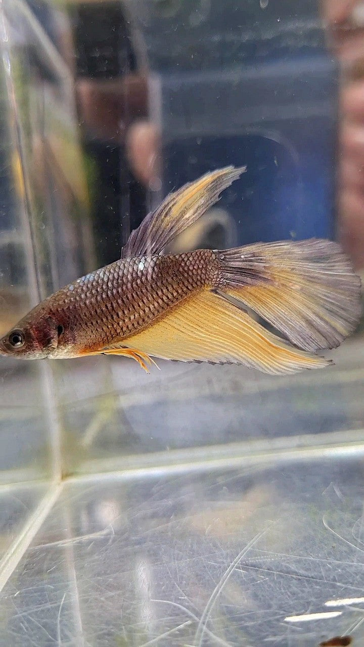 FEMALE HALFMOON OVERTAIL YELLOW COPPER ARMY MUSTARD BETTA FISH