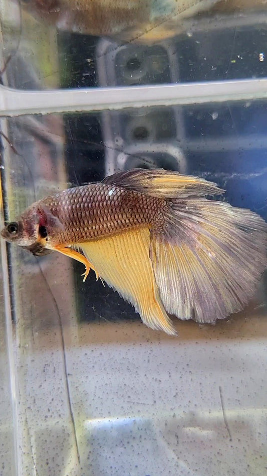 FEMALE HALFMOON OVERTAIL YELLOW COPPER ARMY MUSTARD BETTA FISH