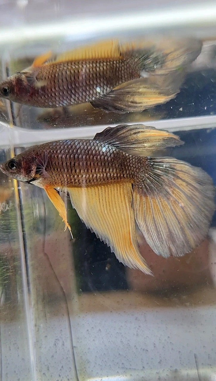 FEMALE HALFMOON OVERTAIL YELLOW COPPER ARMY MUSTARD BETTA FISH