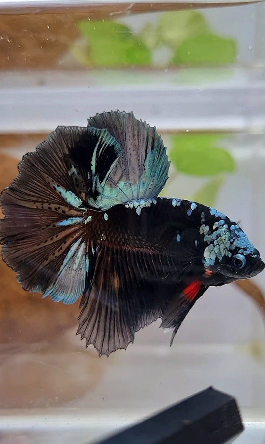 HALFMOON ROSETAIL BLACK GALAXY COPPER AVATAR BETTA FISH