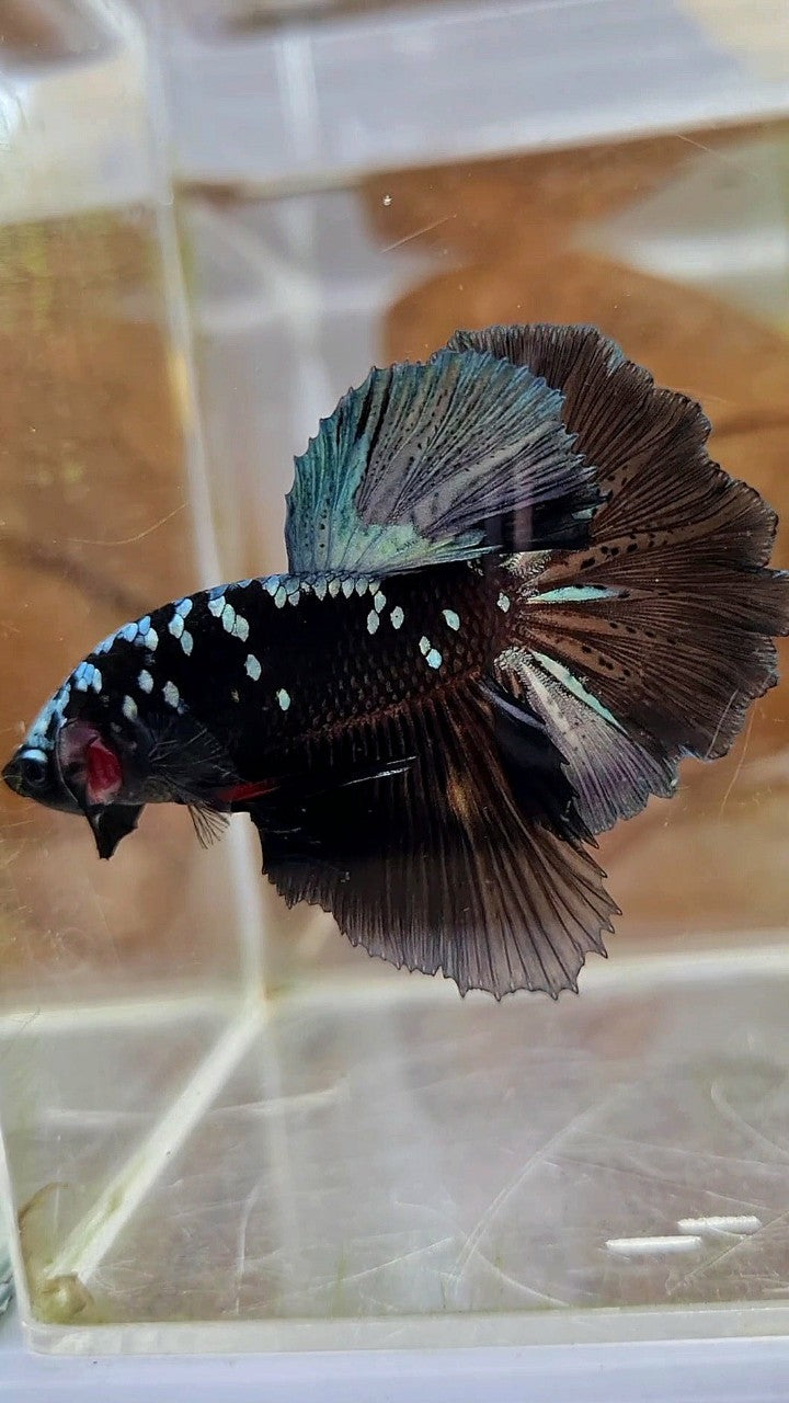 HALFMOON ROSETAIL BLACK GALAXY COPPER AVATAR BETTA FISH