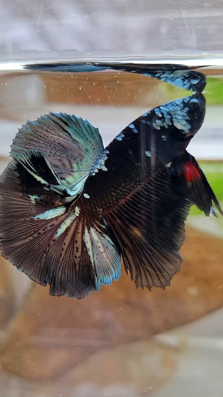 HALFMOON ROSETAIL BLACK GALAXY COPPER AVATAR BETTA FISH