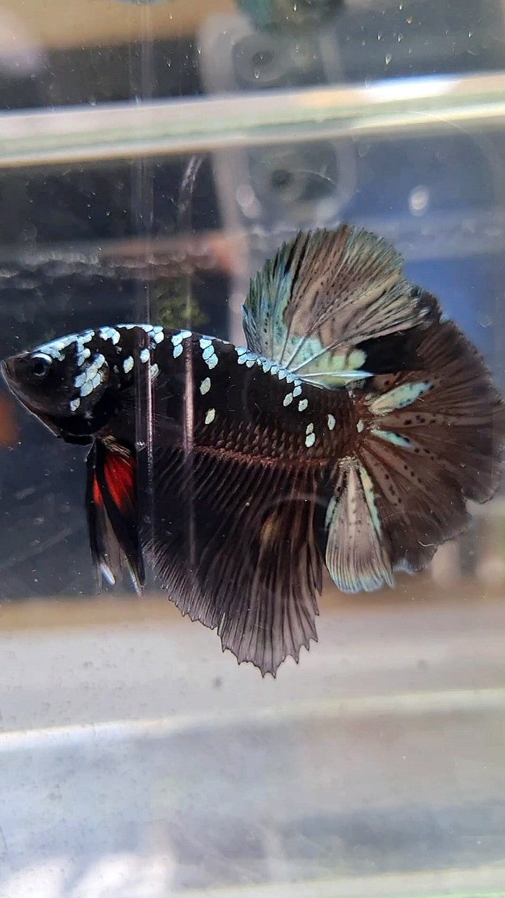 HALFMOON ROSETAIL BLACK GALAXY COPPER AVATAR BETTA FISH