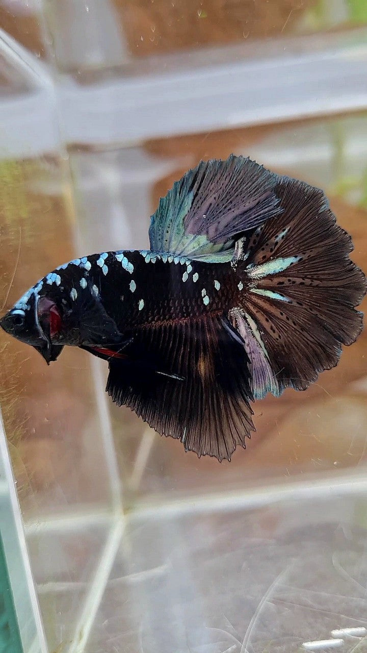 HALFMOON ROSETAIL BLACK GALAXY COPPER AVATAR BETTA FISH