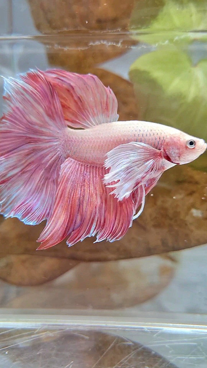 HALFMOON SUPER DUMBO EAR ROSETAIL PINK LAVENDER BETTA FISH