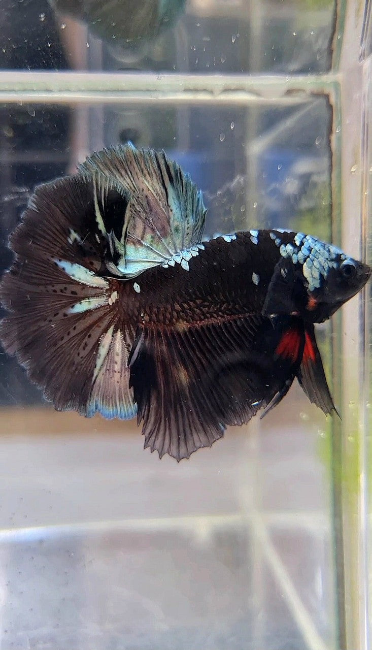 HALFMOON ROSETAIL BLACK GALAXY COPPER AVATAR BETTA FISH