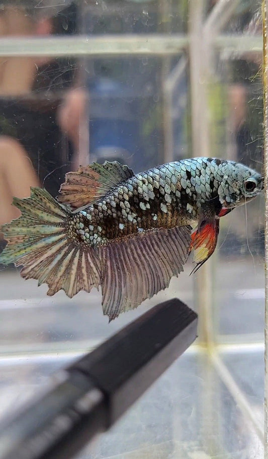 FEMALE HALFMOON BLACK GALAXY COPPER AVATAR BETTA FISH