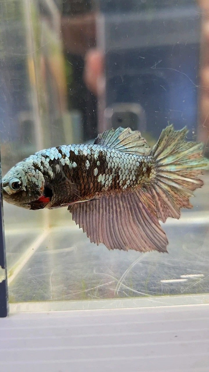 FEMALE HALFMOON BLACK GALAXY COPPER AVATAR BETTA FISH