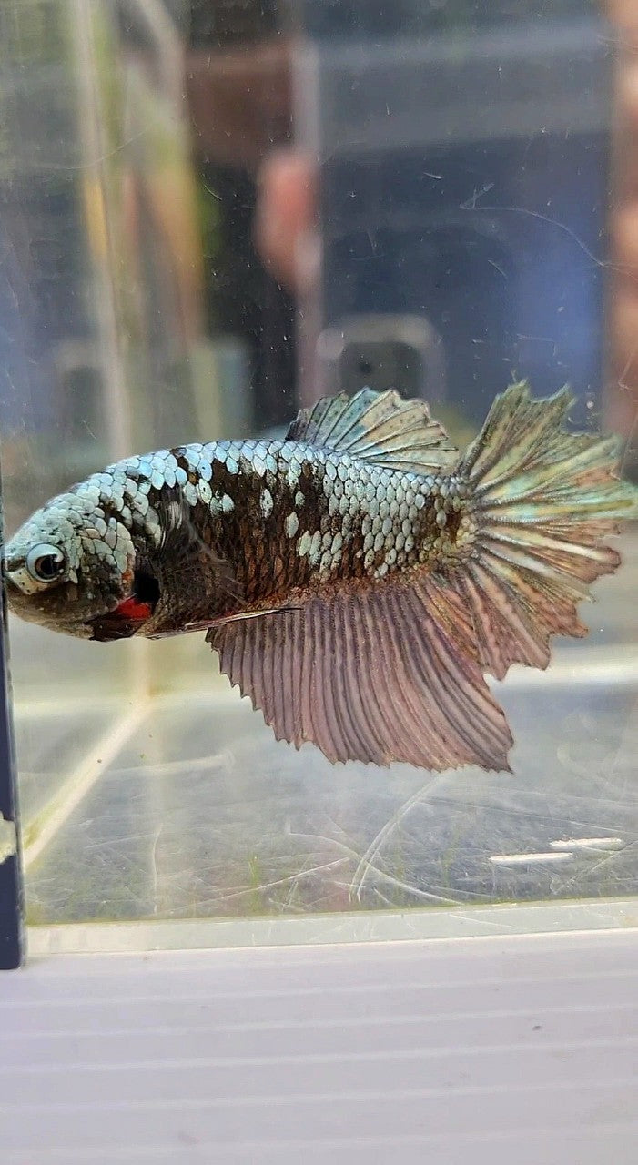 FEMALE HALFMOON BLACK GALAXY COPPER AVATAR BETTA FISH