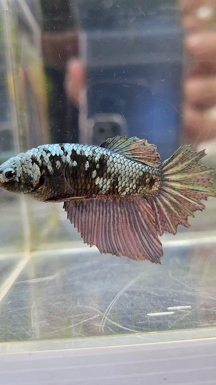 FEMALE HALFMOON BLACK GALAXY COPPER AVATAR BETTA FISH