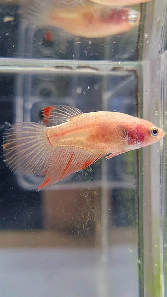 FEMALE VEILTAIL ARMAGEDDON BETTA FISH