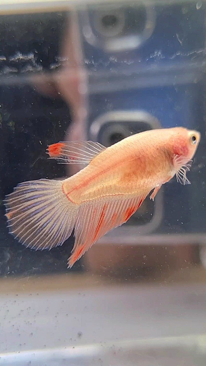 FEMALE VEILTAIL ARMAGEDDON BETTA FISH