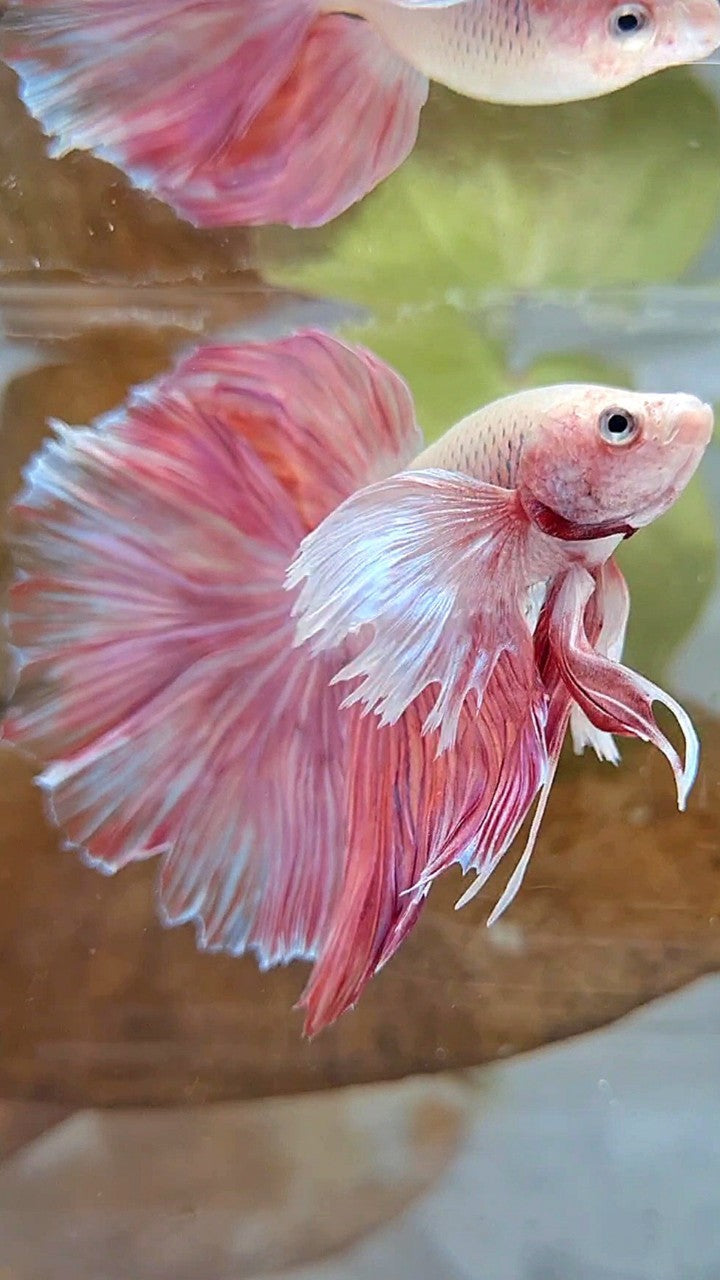 HALFMOON SUPER DUMBO EAR ROSETAIL PINK LAVENDER BETTA FISH