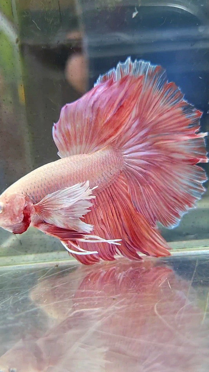 HALFMOON SUPER DUMBO EAR ROSETAIL PINK LAVENDER BETTA FISH