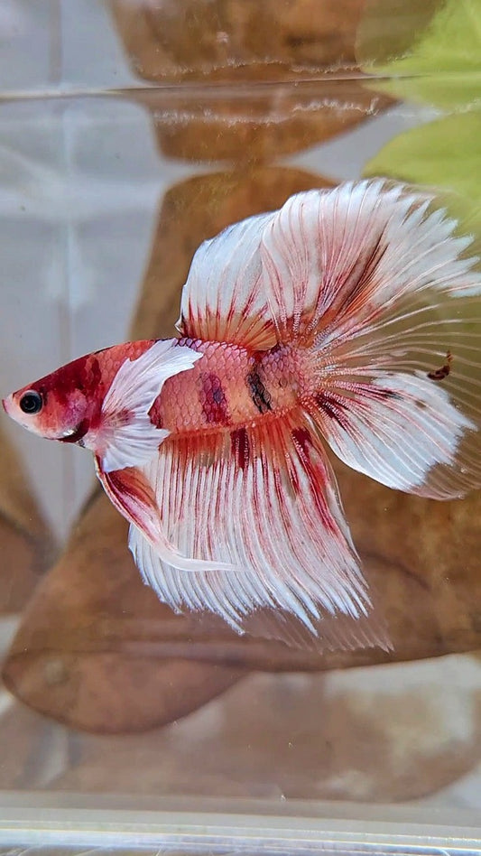 HALFMOON BIG EAR ORANGE KOI MULTICOLOR BETTA FISH