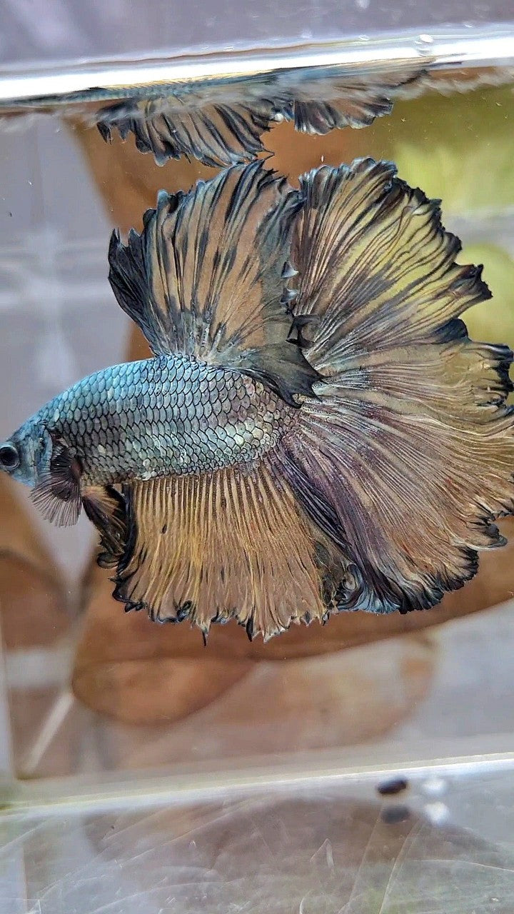 XL HALFMOON CURLY ROSETAIL YELLOW COPPER BETTA FISH