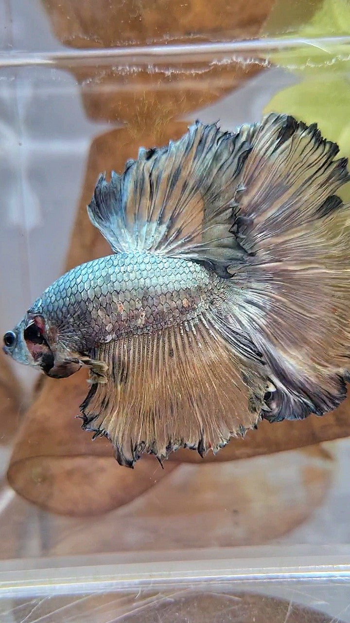 XL HALFMOON CURLY ROSETAIL YELLOW COPPER BETTA FISH