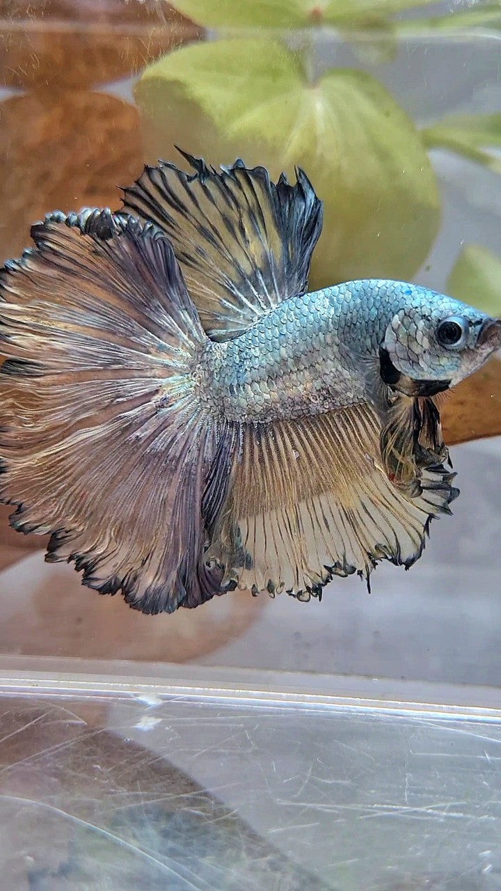 XL HALFMOON CURLY ROSETAIL YELLOW COPPER BETTA FISH