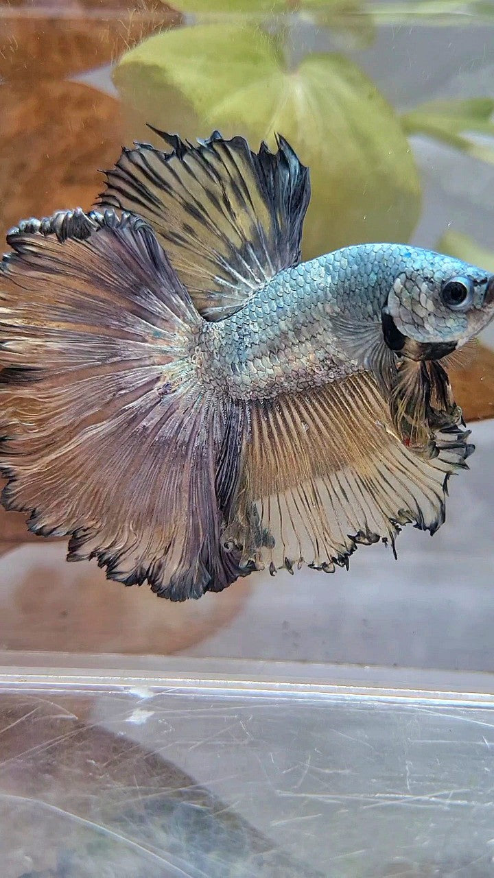 XL HALFMOON CURLY ROSETAIL YELLOW COPPER BETTA FISH