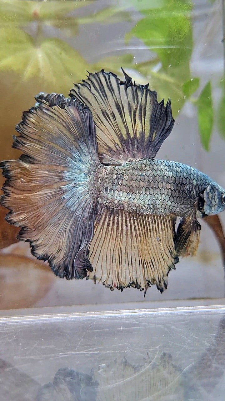 XL HALFMOON CURLY ROSETAIL YELLOW COPPER BETTA FISH