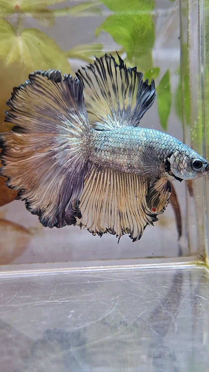 XL HALFMOON CURLY ROSETAIL YELLOW COPPER BETTA FISH