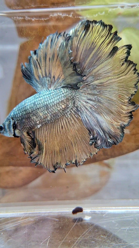 XL HALFMOON CURLY ROSETAIL YELLOW COPPER BETTA FISH