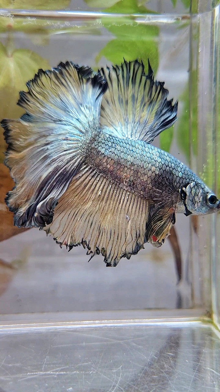 XL HALFMOON CURLY ROSETAIL YELLOW COPPER BETTA FISH