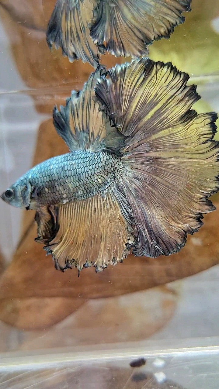 XL HALFMOON CURLY ROSETAIL YELLOW COPPER BETTA FISH