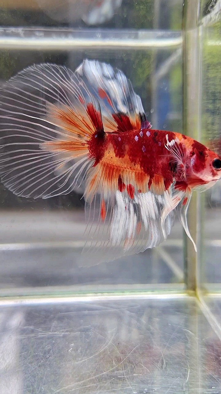 HALFMOON BIG EAR KOI NEMO MULTICOLOR BETTA FISH