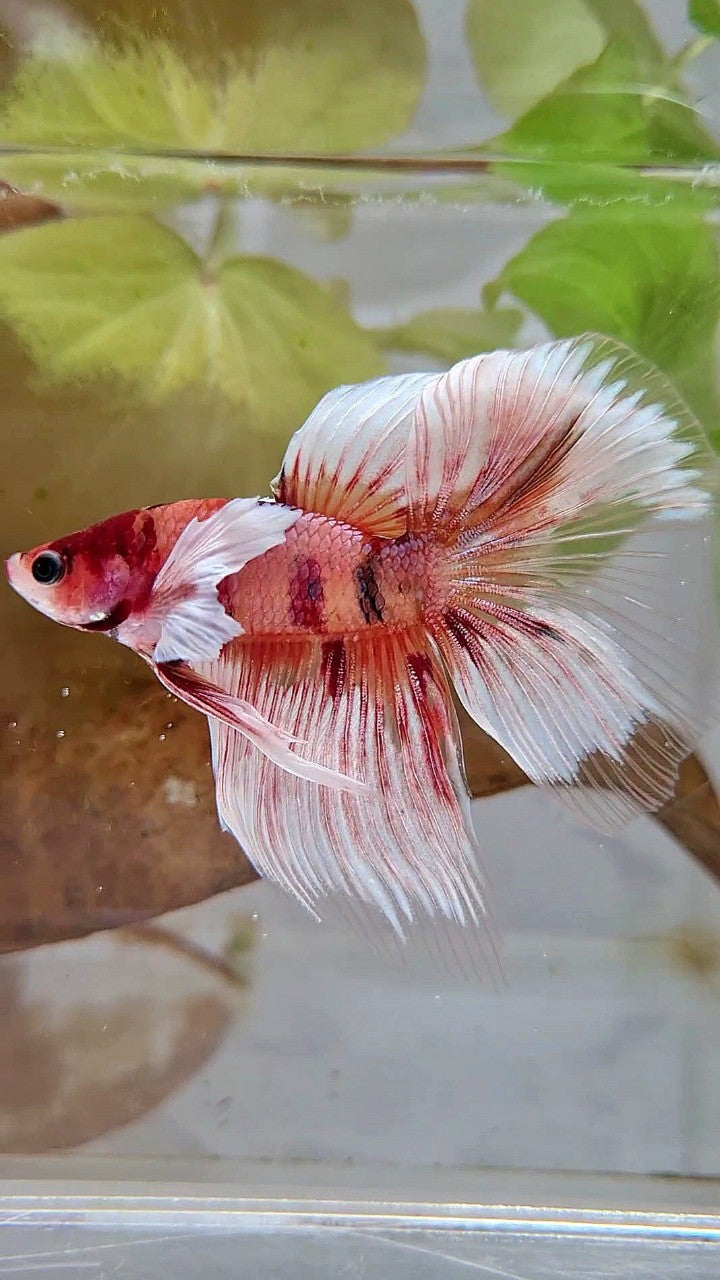 HALFMOON BIG EAR ORANGE KOI MULTICOLOR BETTA FISH