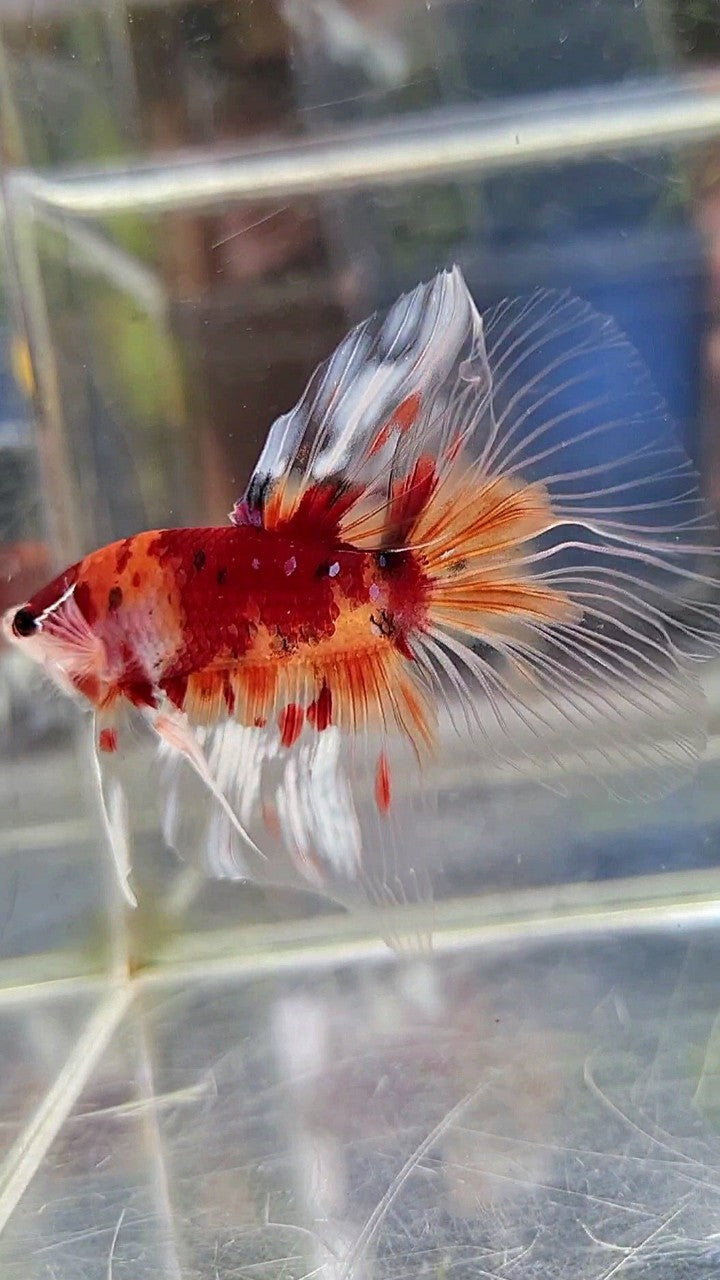 HALFMOON BIG EAR KOI NEMO MULTICOLOR BETTA FISH