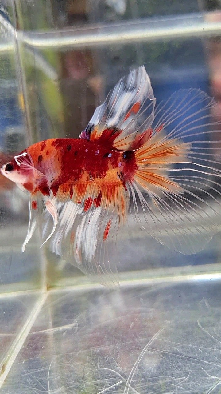 HALFMOON BIG EAR KOI NEMO MULTICOLOR BETTA FISH