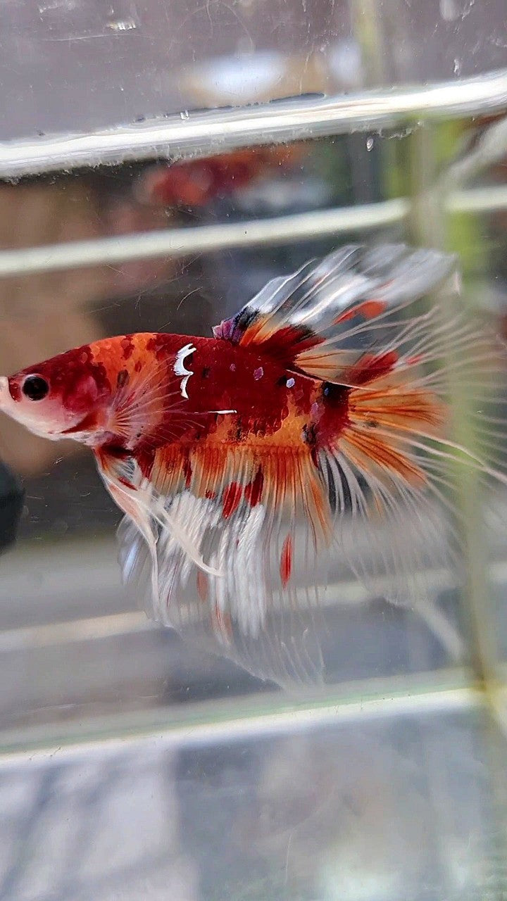 HALFMOON BIG EAR KOI NEMO MULTICOLOR BETTA FISH