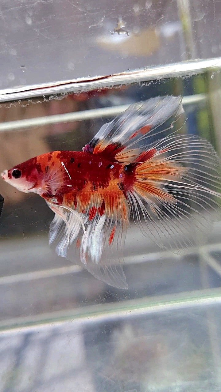 HALFMOON BIG EAR KOI NEMO MULTICOLOR BETTA FISH