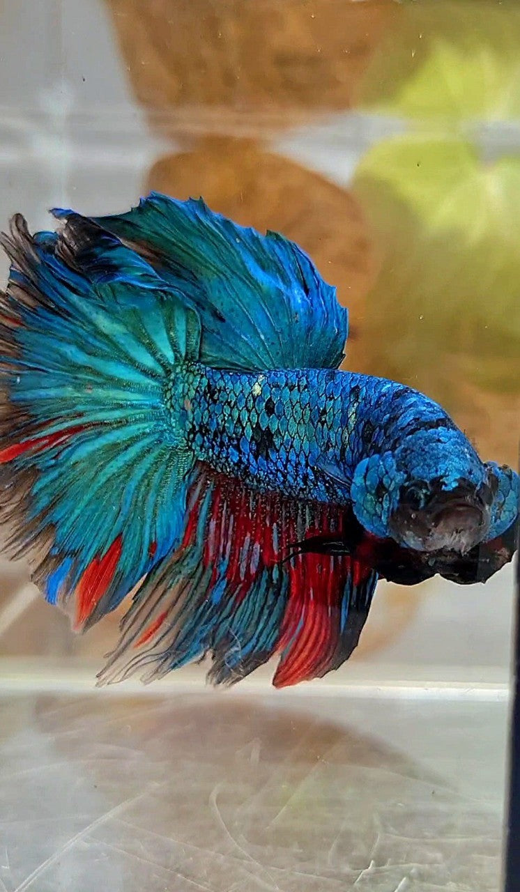 XL HALFMOON ROSETAIL BLUE BLACK SERIES AVATAR BETTA FISH