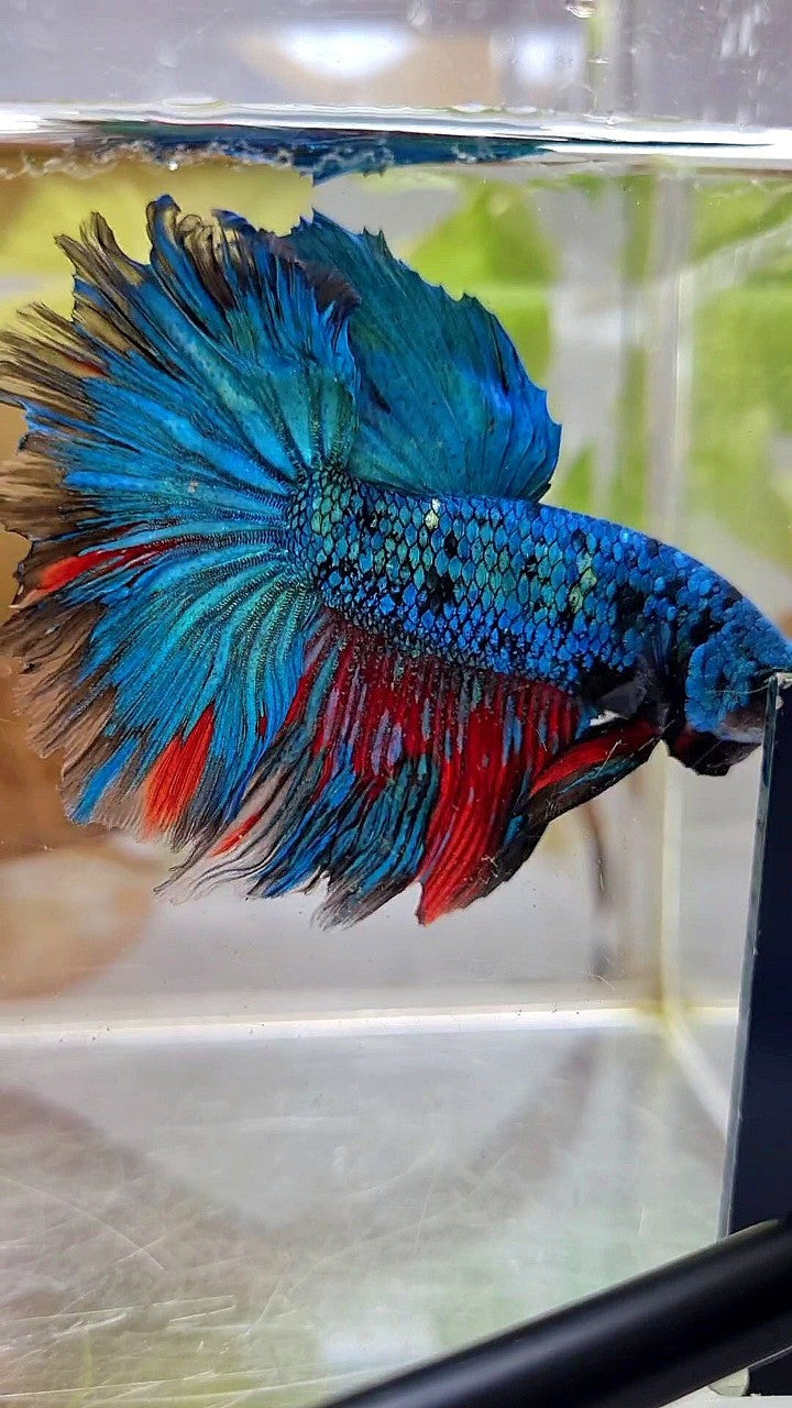 XL HALFMOON ROSETAIL BLUE BLACK SERIES AVATAR BETTA FISH