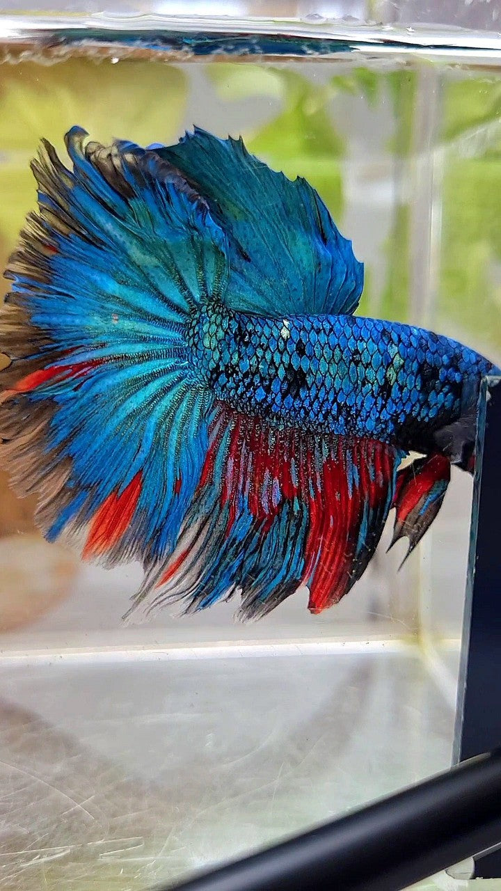 XL HALFMOON ROSETAIL BLUE BLACK SERIES AVATAR BETTA FISH