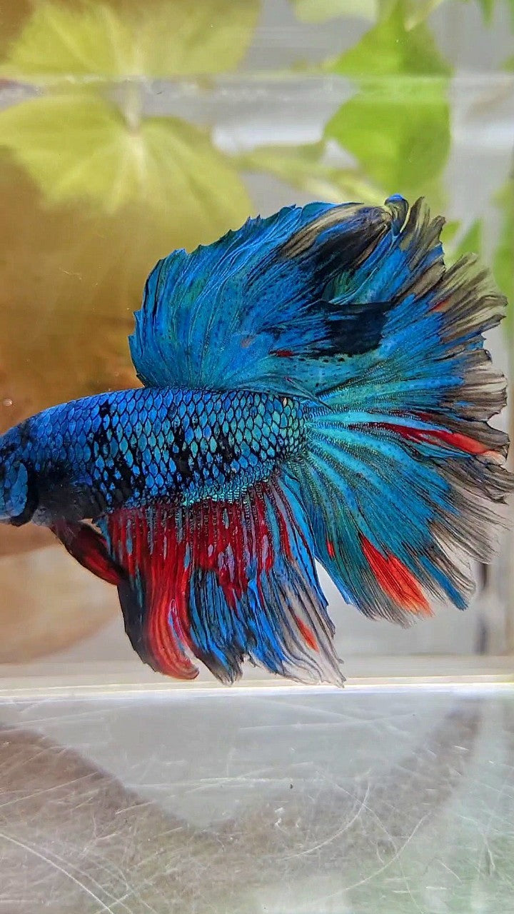 XL HALFMOON ROSETAIL BLUE BLACK SERIES AVATAR BETTA FISH