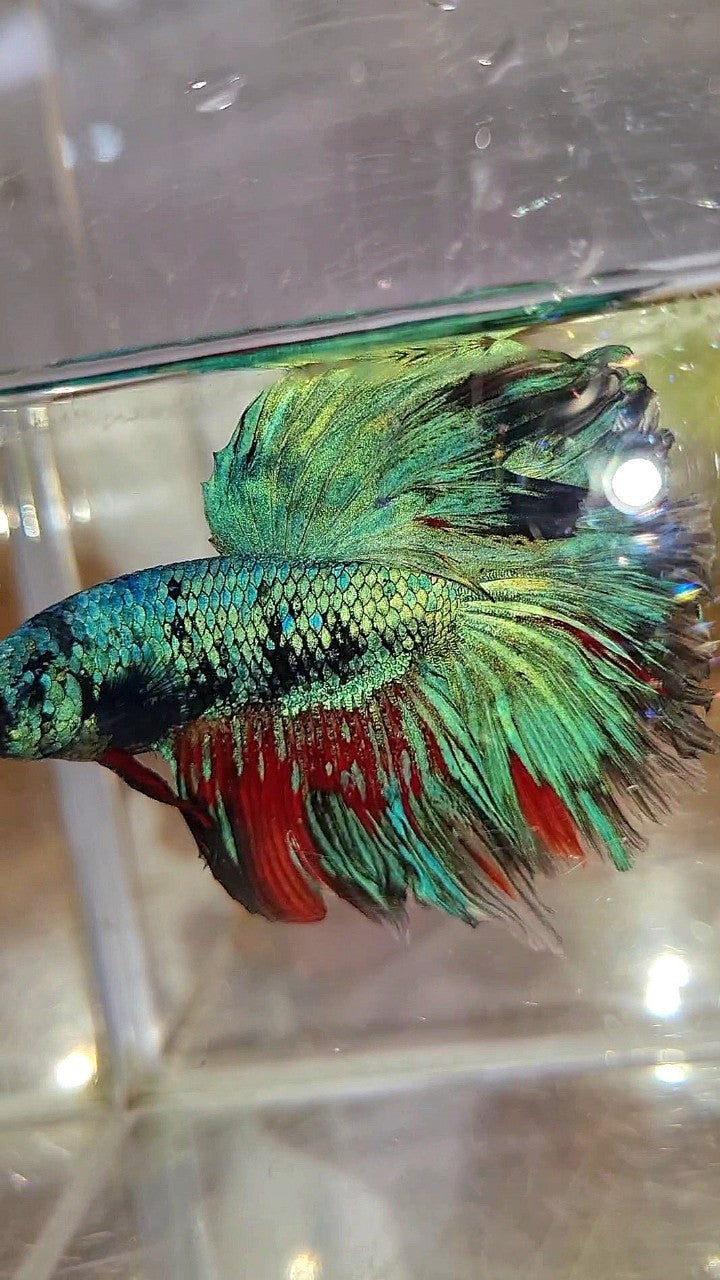 XL HALFMOON ROSETAIL BLUE BLACK SERIES AVATAR BETTA FISH