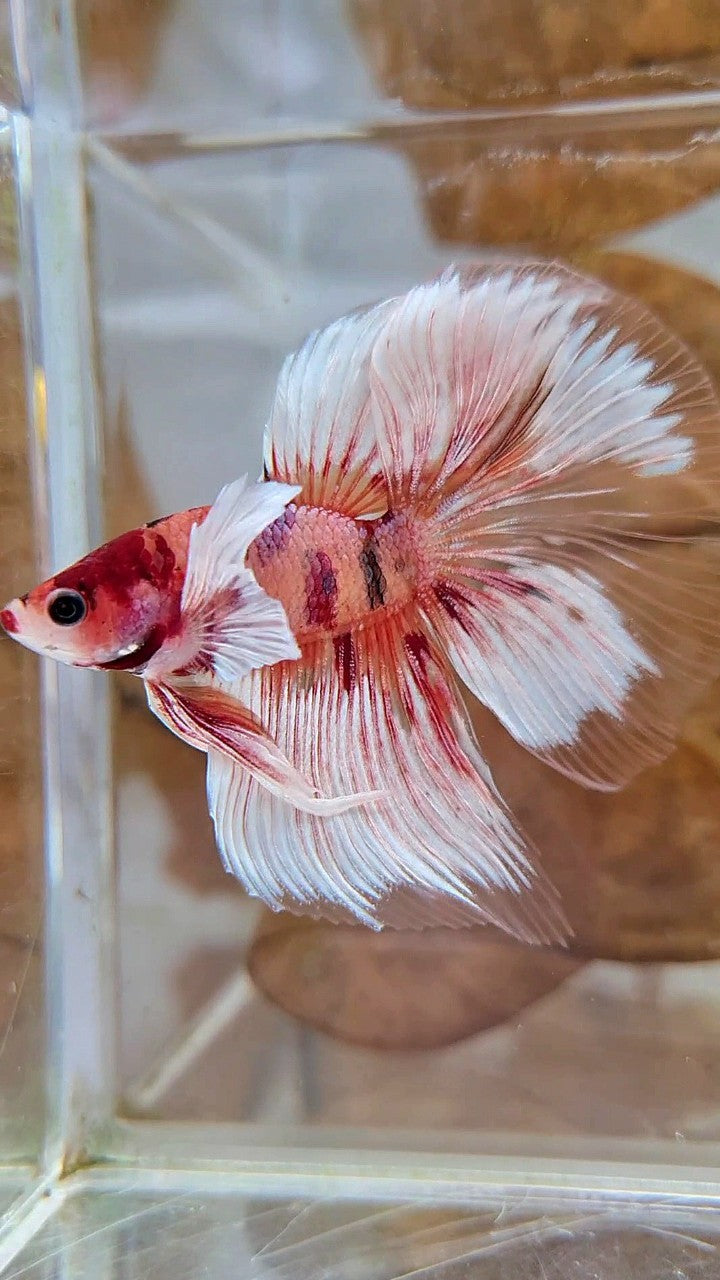 HALFMOON BIG EAR ORANGE KOI MULTICOLOR BETTA FISH