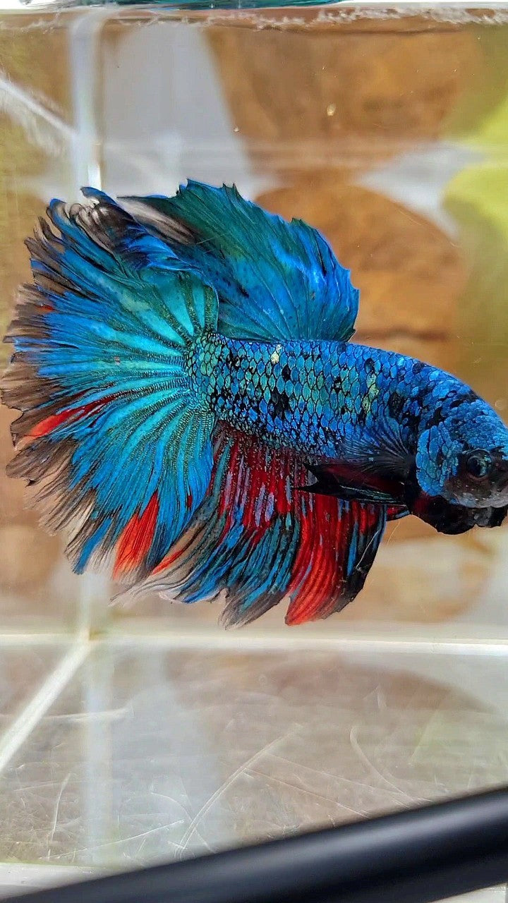 XL HALFMOON ROSETAIL BLUE BLACK SERIES AVATAR BETTA FISH