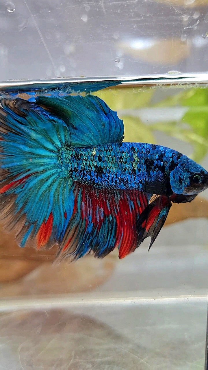 XL HALFMOON ROSETAIL BLUE BLACK SERIES AVATAR BETTA FISH