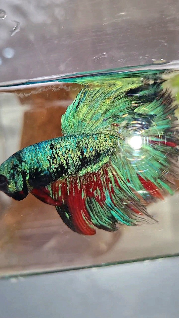 XL HALFMOON ROSETAIL BLUE BLACK SERIES AVATAR BETTA FISH