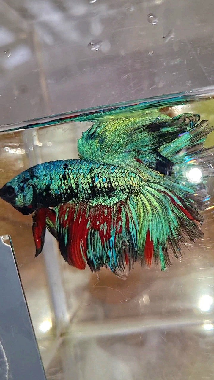 XL HALFMOON ROSETAIL BLUE BLACK SERIES AVATAR BETTA FISH