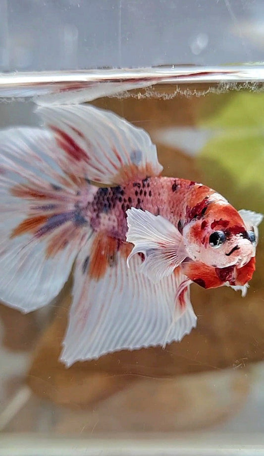 HALFMOON DUMBO EAR ORANGE FANCY MULTICOLOR BETTA FISH