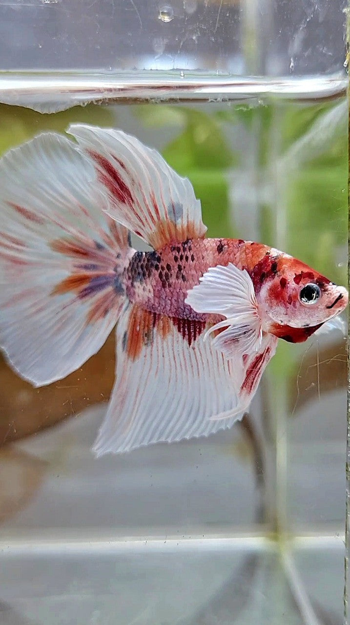 HALFMOON DUMBO EAR ORANGE FANCY MULTICOLOR BETTA FISH